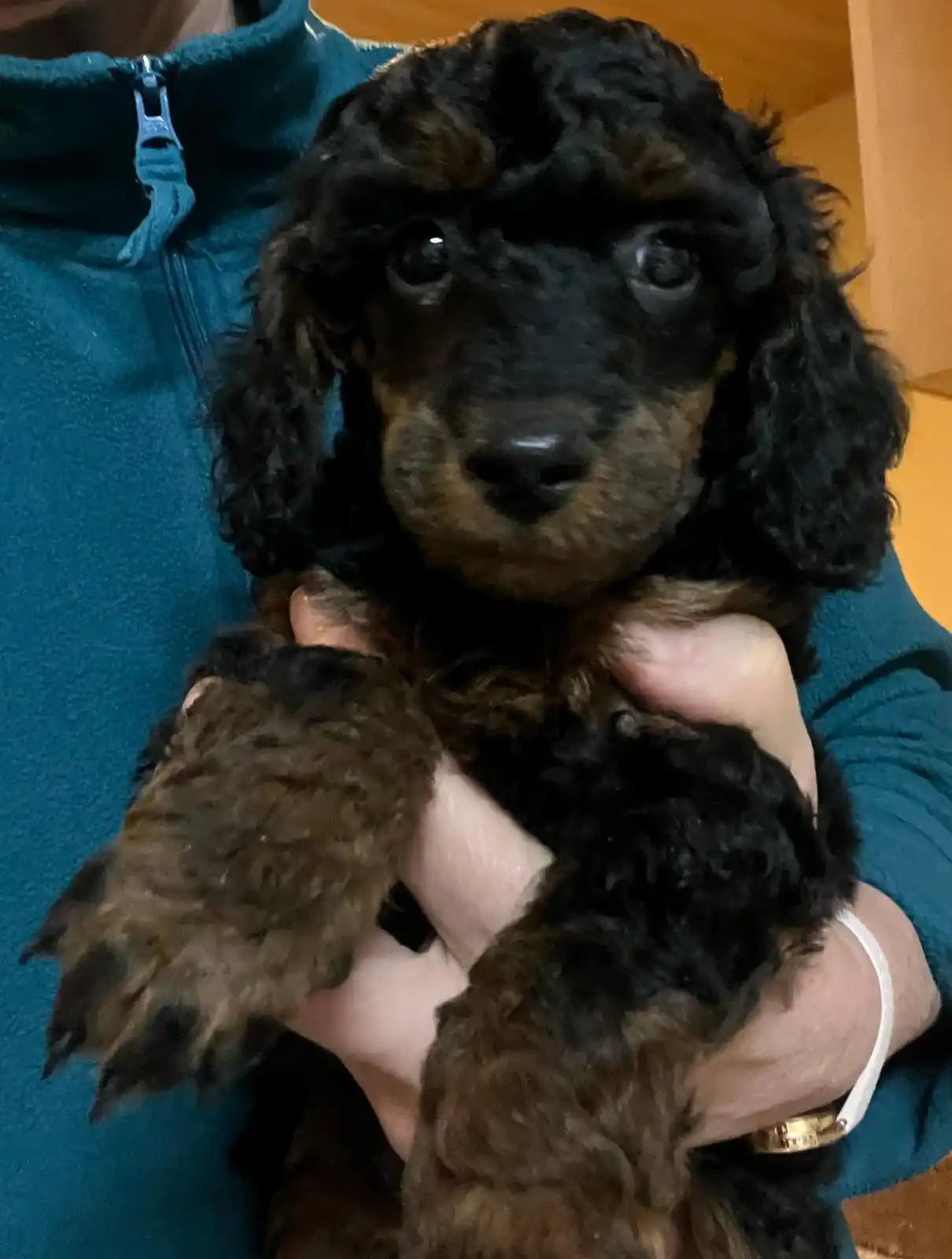 Bunte Pudel von der Silbermöwe post