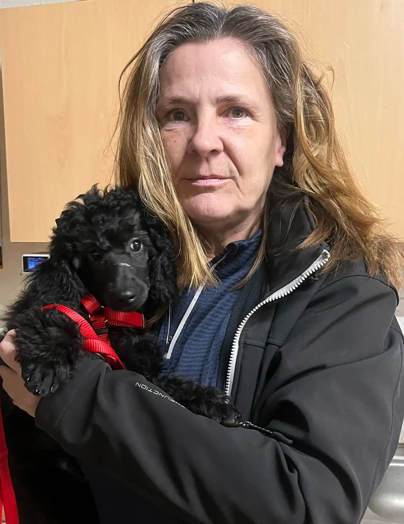 Bunte Pudel von der Silbermöwe post