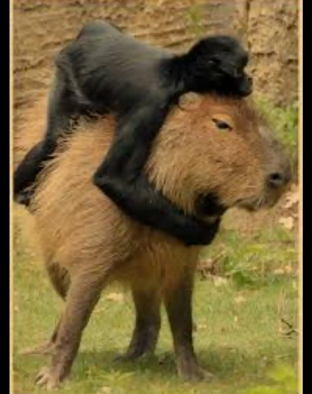 Capibara post