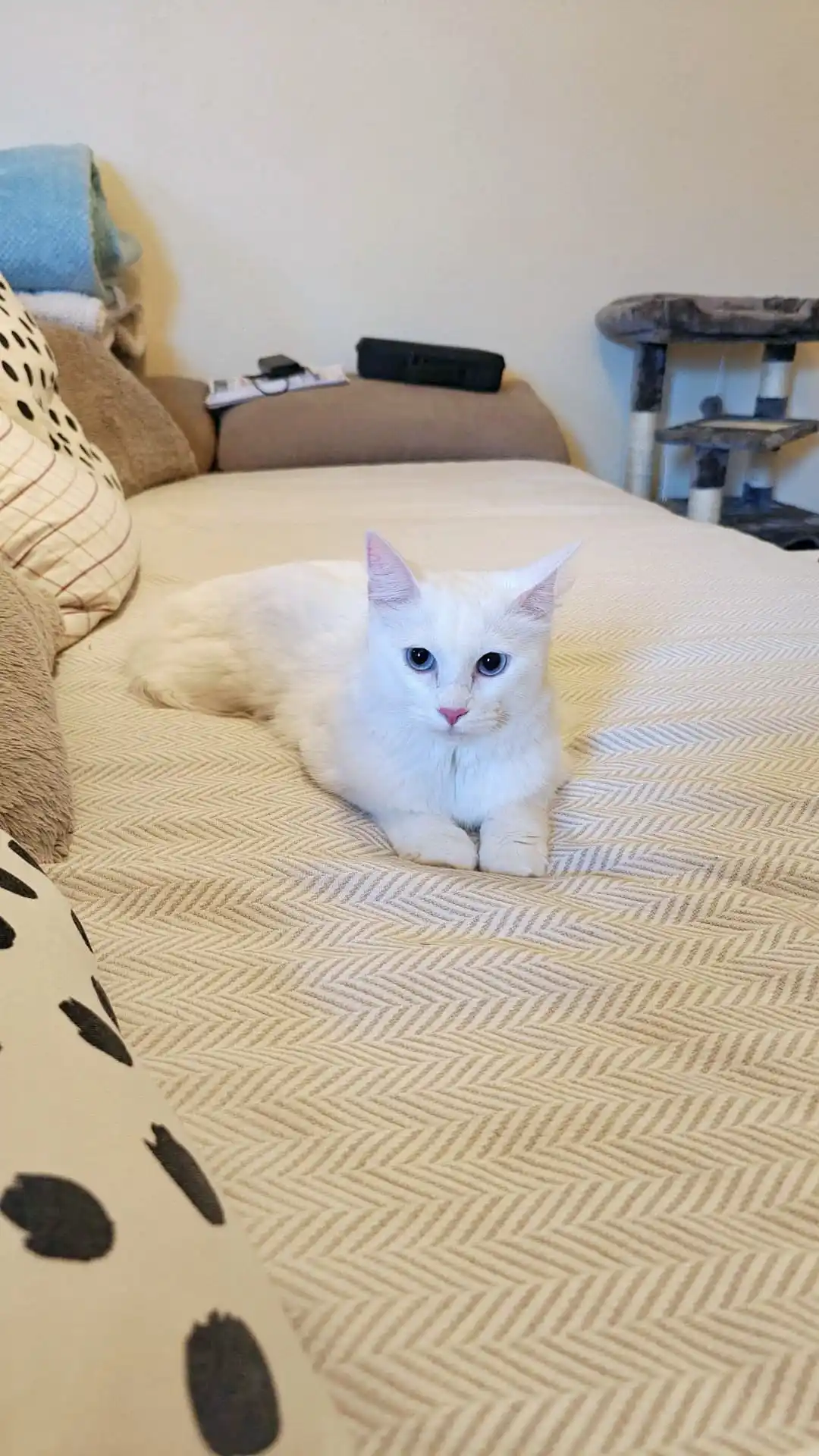 EL CAPITÁN animal project e.V. post