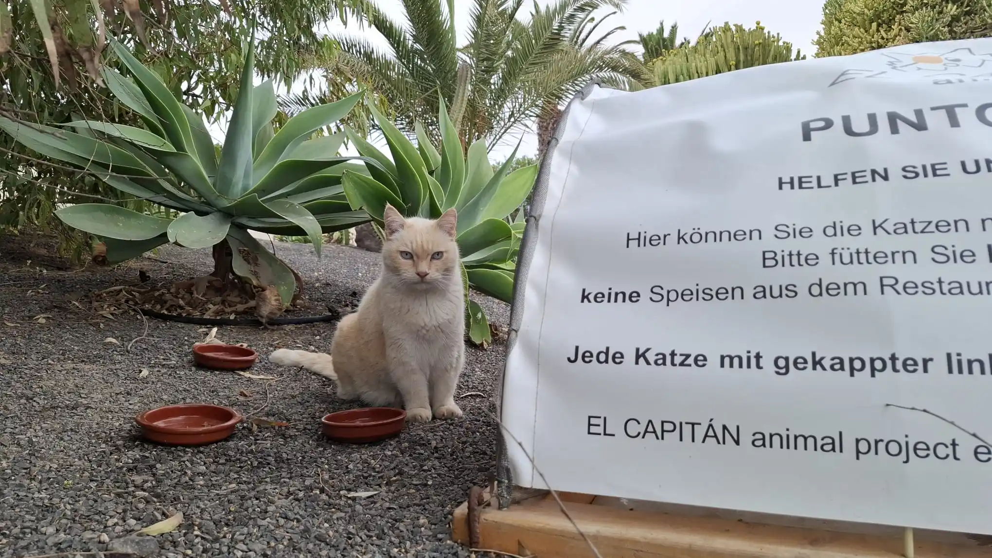 EL CAPITÁN animal project e.V. post