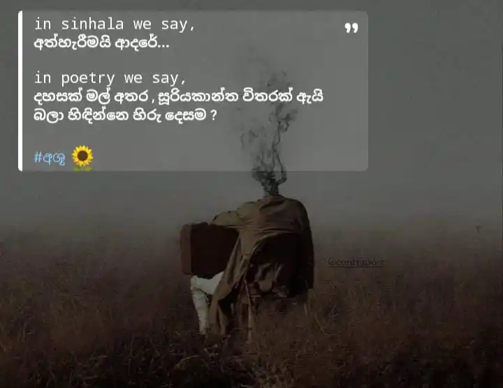 Lovely Sunflower ! 🌻🤍 post