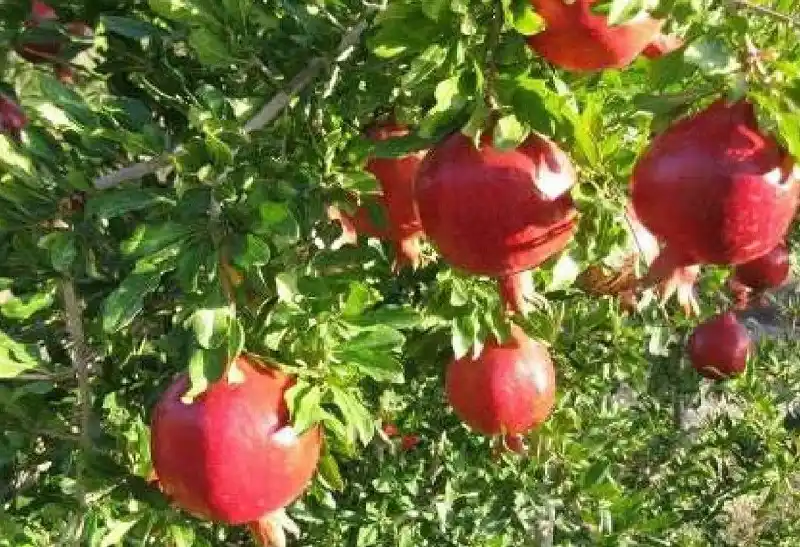 پایگاه خبری علوم و صنایع غذایی ایران post