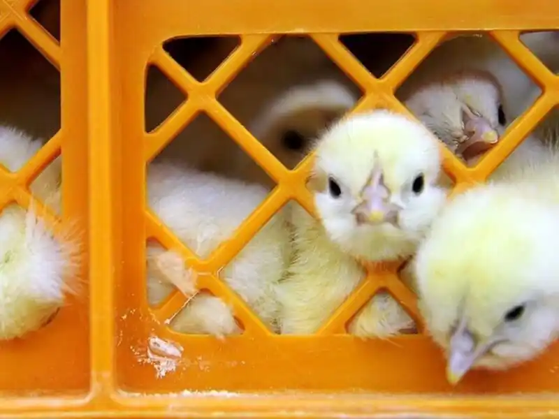 پایگاه خبری علوم و صنایع غذایی ایران post