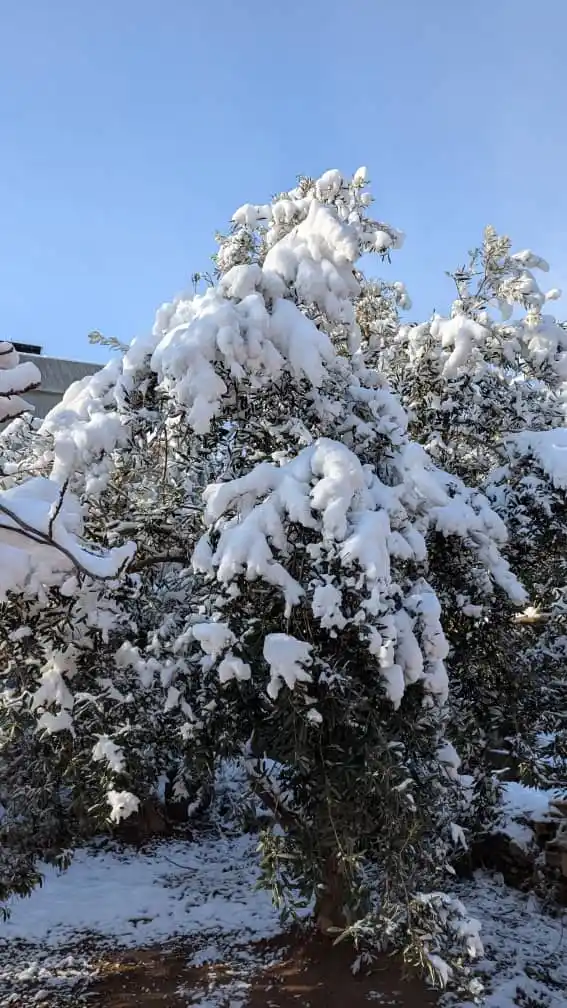 طقس حمص | Homs Weather post